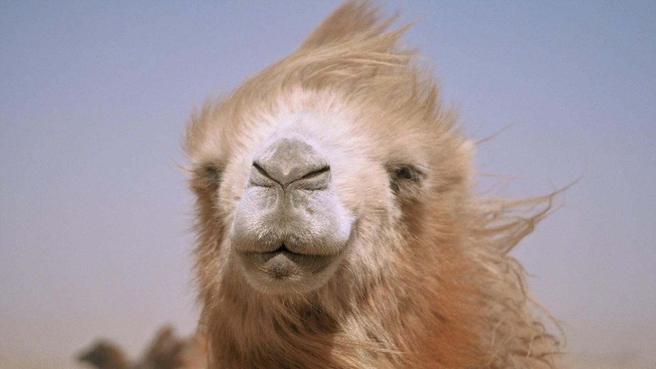 The-Story-of-the-Weeping-Camel-2003