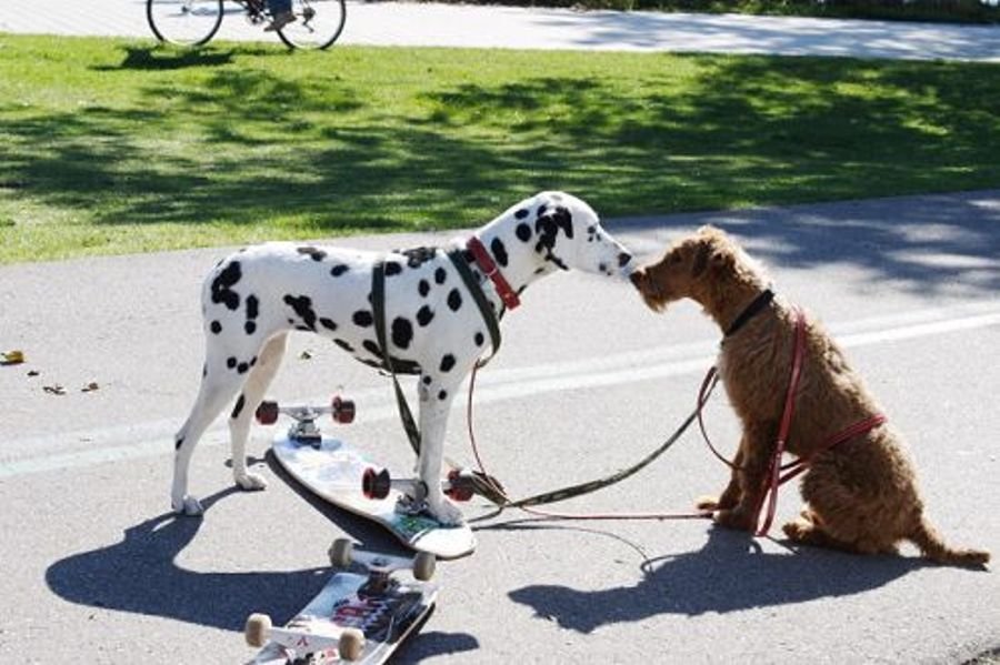 FIREHOUSE-DOG-(2007)